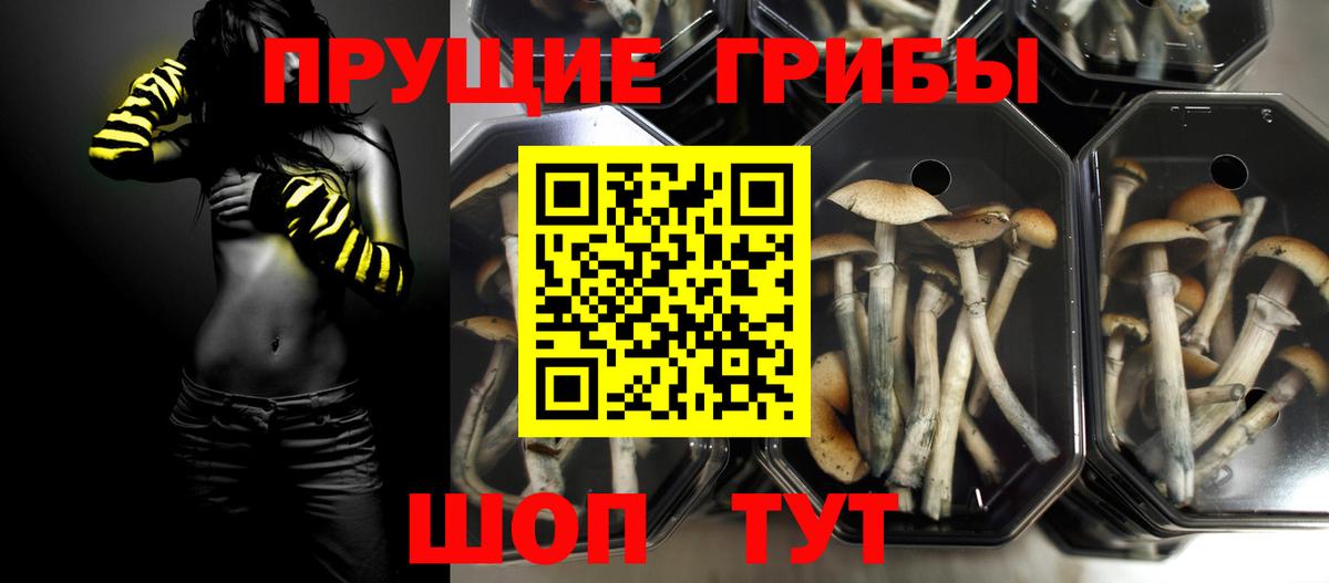 Псилоцибиновые грибы GOLDEN TEACHER Губкин